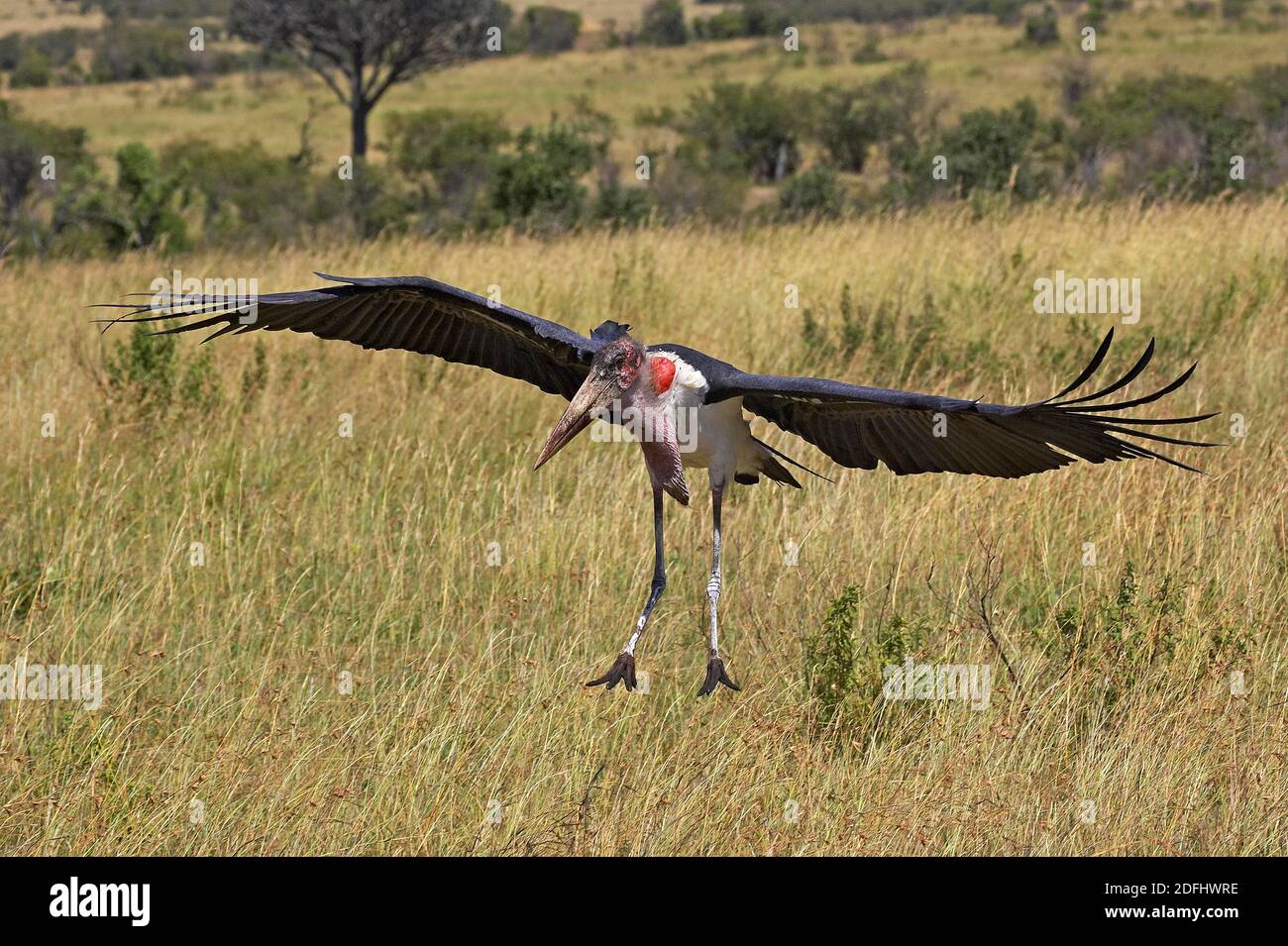 Marabou Storch, Leptoptilos Crumeniferus, Erwachsenen während des Fluges, Masai Mara-Park in Kenia Stockfoto