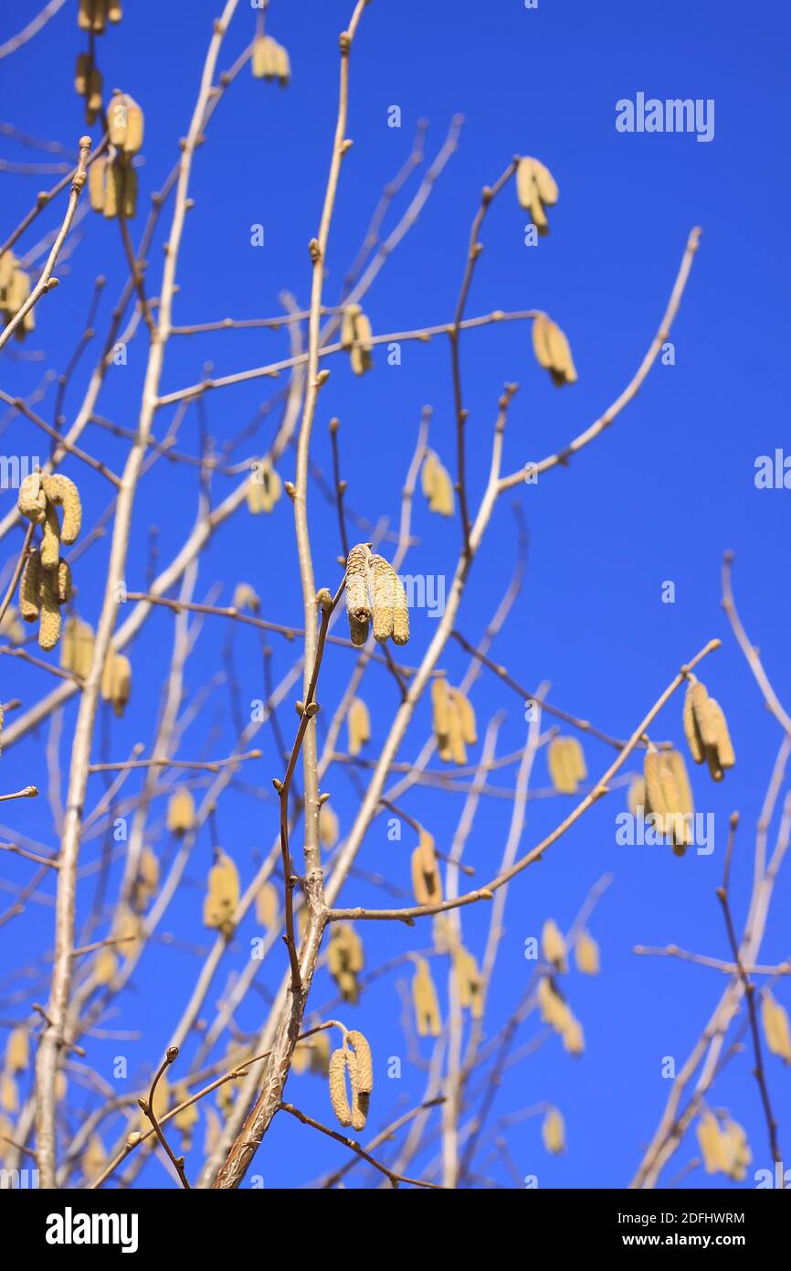 Europäische Erle oder Alnus glutinosa Pflanzen Äste mit reifen Kätzchen Auf blauem Himmel Hintergrund Stockfoto