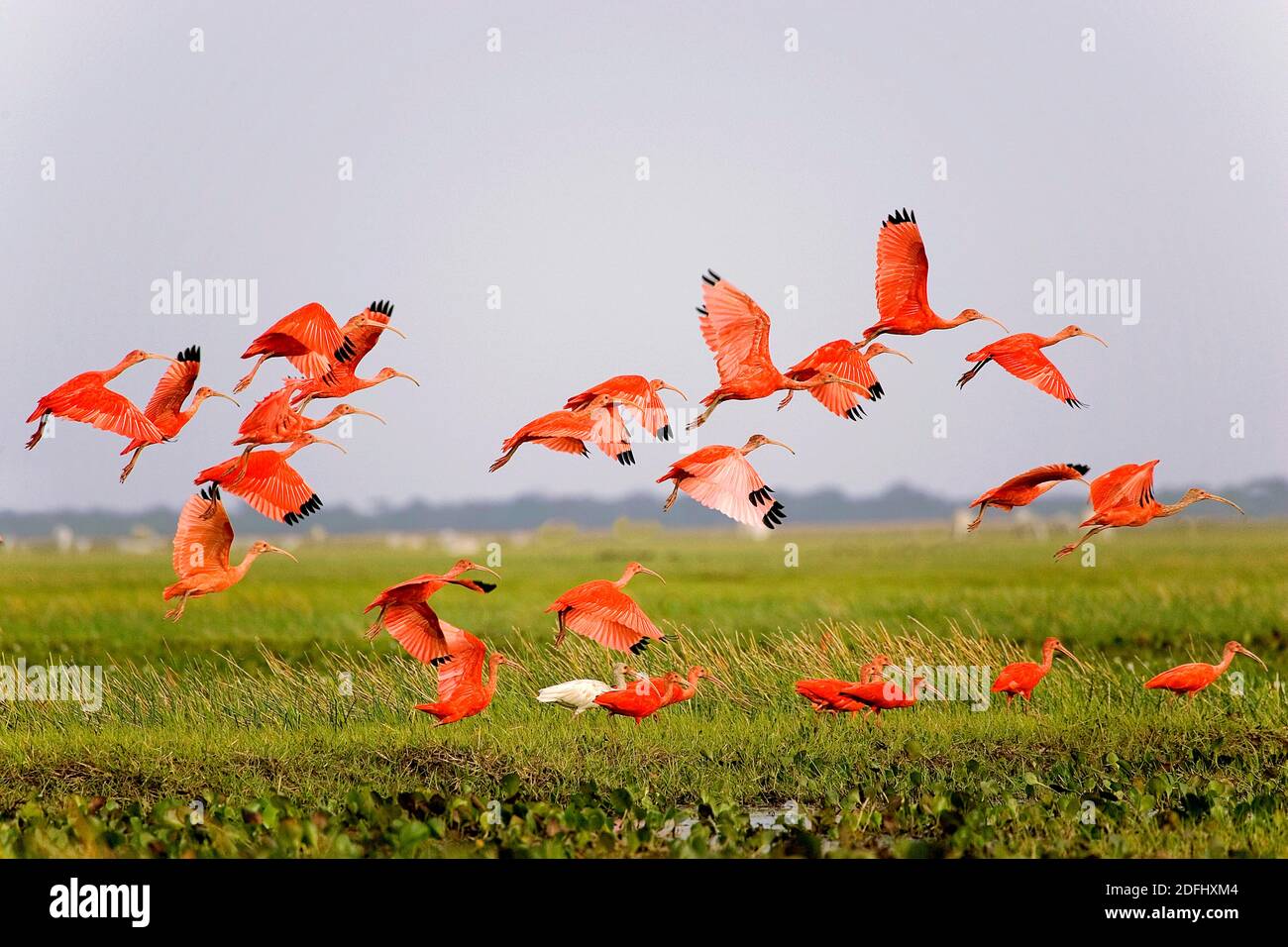 Scarlet Ibis, Eudocimus Ruber Gruppe im Flug über dem Sumpf, Los Lianos in Venezuela Stockfoto