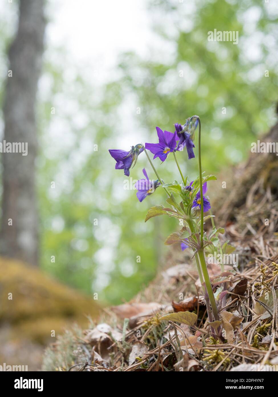 Wilde Stiefmütterchen Blumen auf steinigem Boden Stockfoto