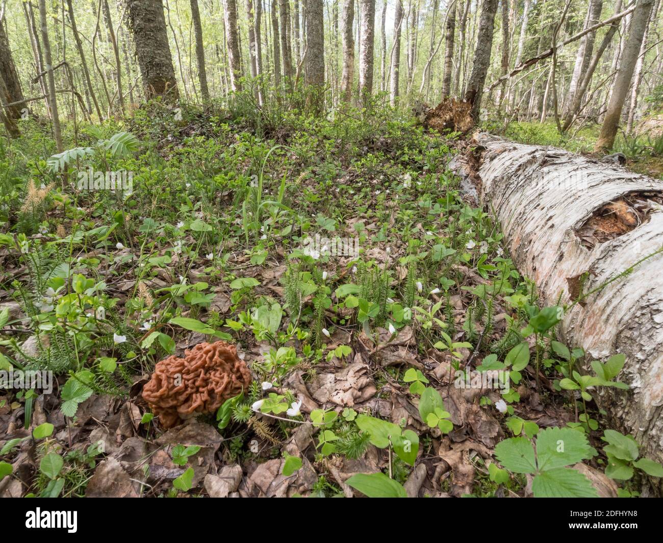 Schneehalmpilz im Laubwald Stockfoto