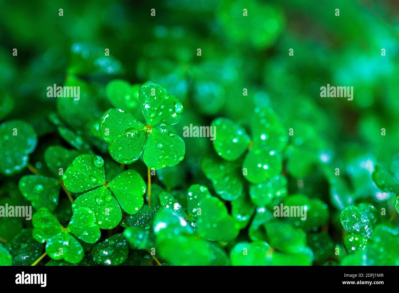 Oxalis acetosella (irischer Schamrock, Holzsorrel oder gewöhnlicher Holzsorrel) nass im Regen oder Morgentau Tropfen Stockfoto