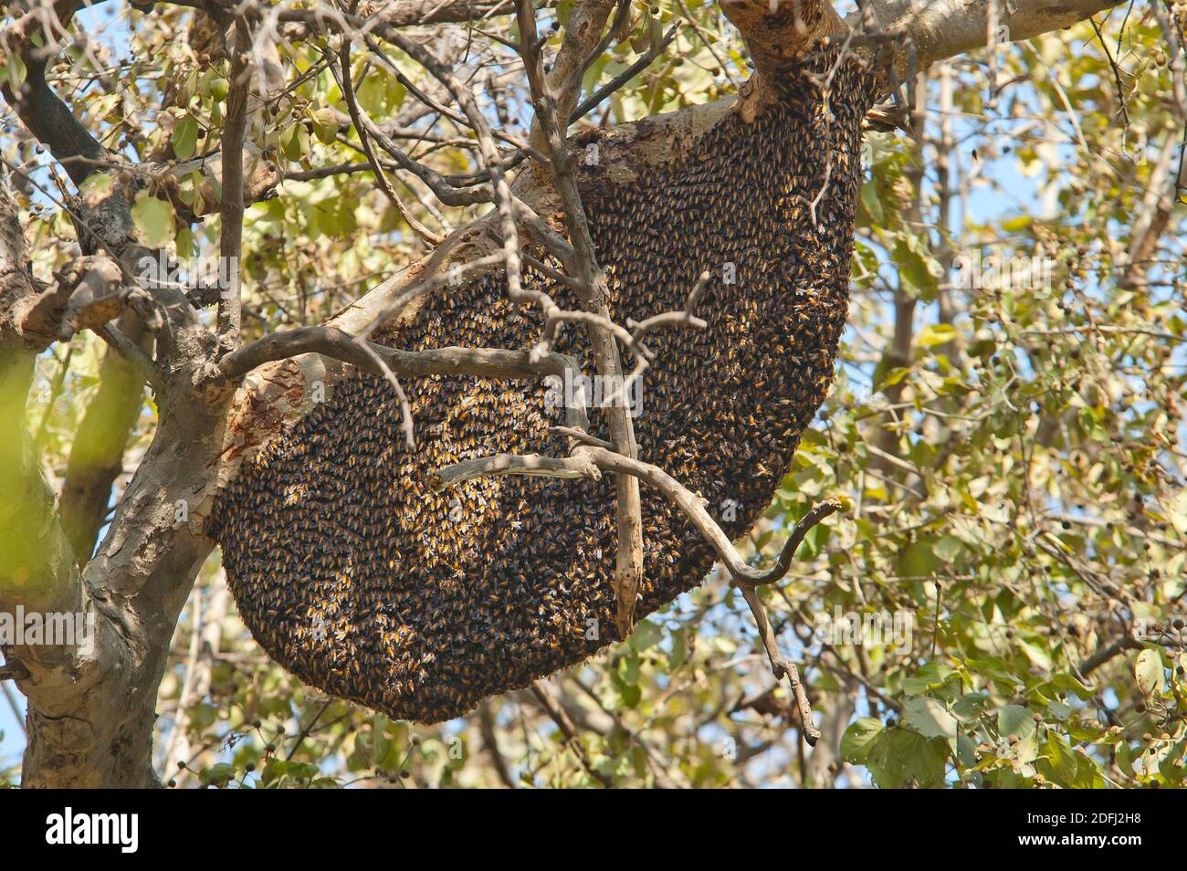 Bienen - wilder Schwarm ruhen auf Baum Stockfoto