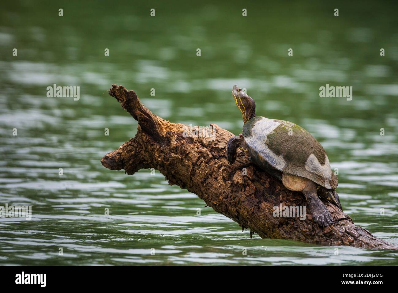 Schieberegler Schildkröte, Chrysemys ornata, auf einem Baumstamm in Gatun See, Doppelpunkt Provinz, Republik Panama. Stockfoto