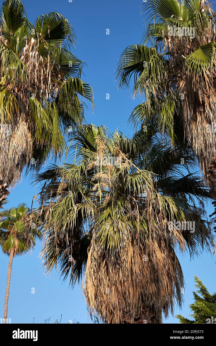 Washingtonia robusta Palmenrinde aus nächster Nähe und frisches Laub Stockfoto