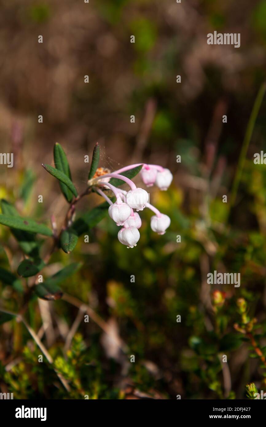 Andromeda polifolia oder Moor Rosmarin. Pflanzen Sie Blumen aus nächster Nähe Stockfoto