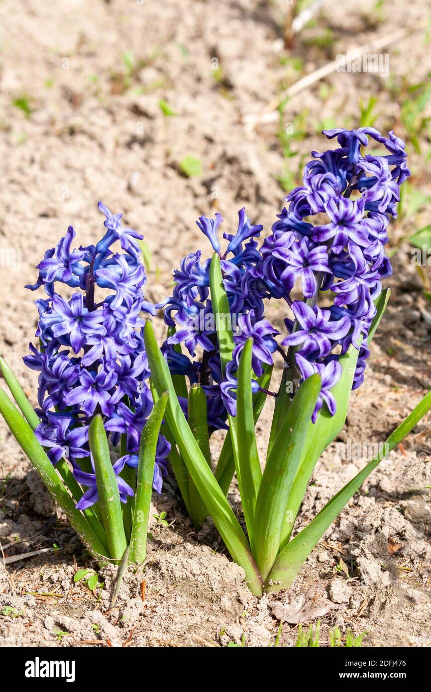 Drei blaue Hyazinthen blühen auf einem Blumenbeet im Garten