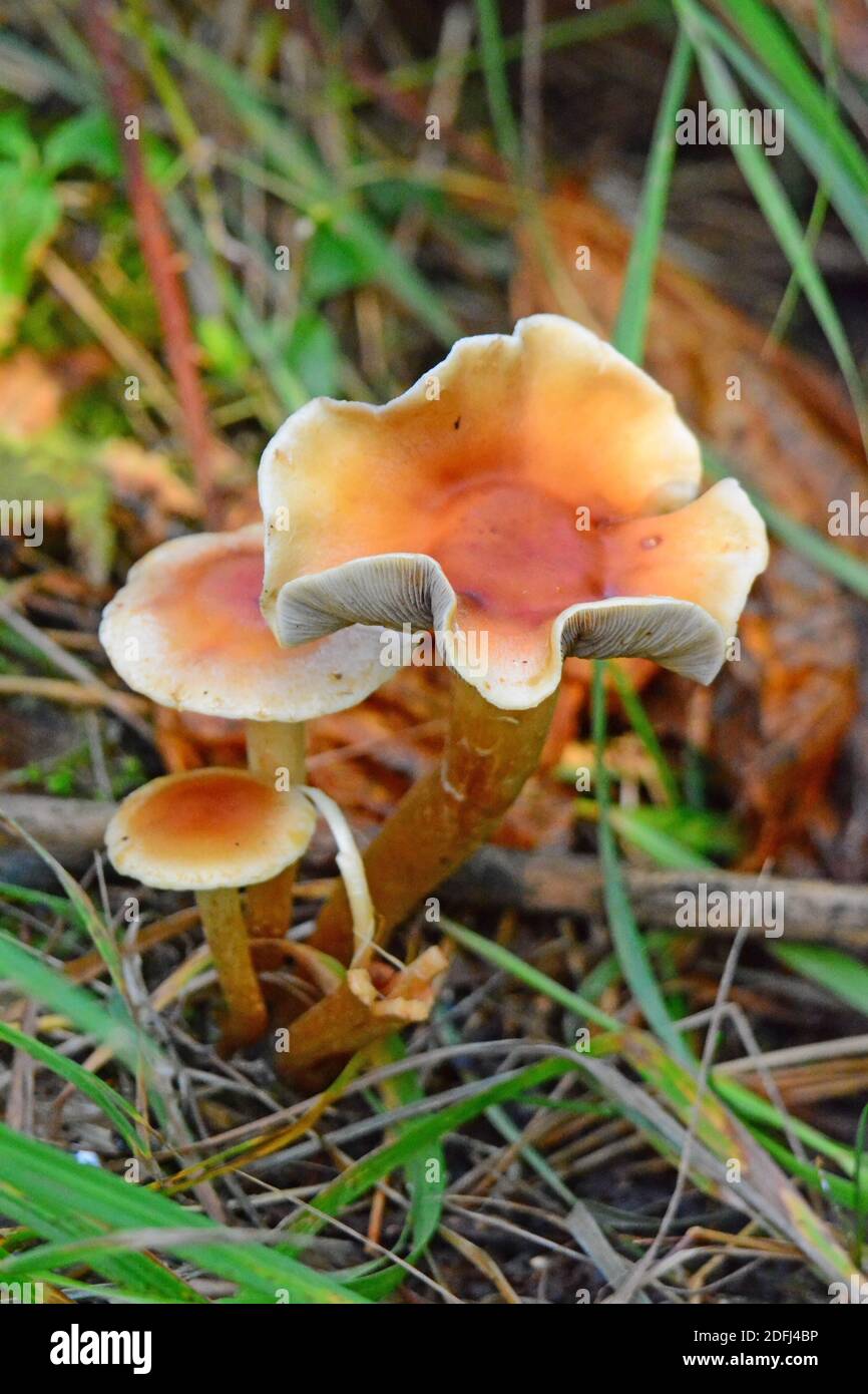 Orange Mushroom, Alaska Stockfoto