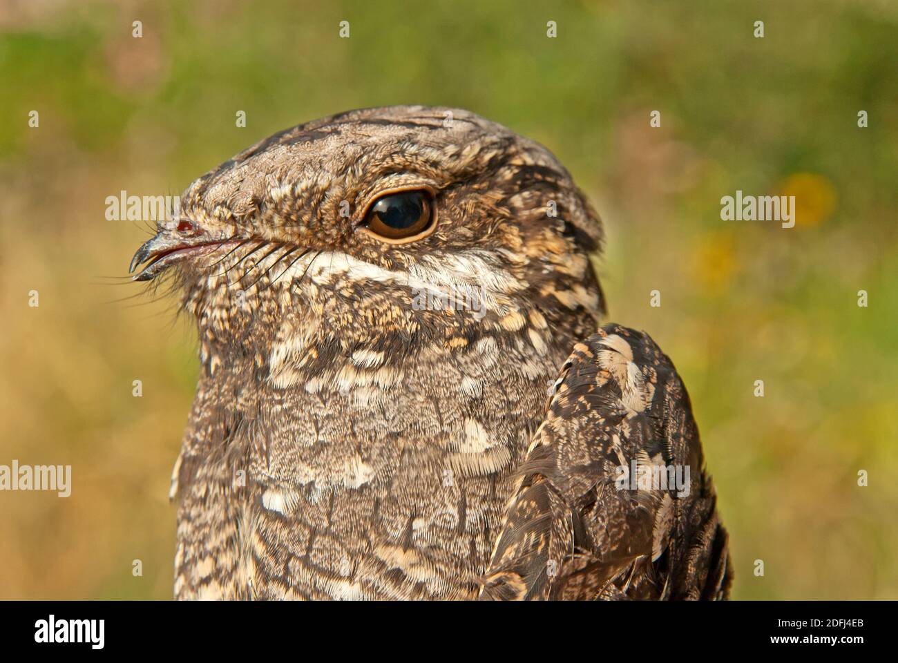 Europäischer Nachtschwalbe (Caprimulgus europaeus), Nahaufnahme Stockfoto