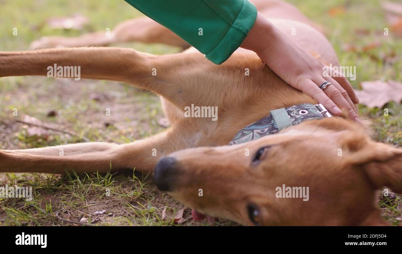 Frau Hand streicheln schöne glücklich Mischlingshund. Hochwertige Fotos Stockfoto
