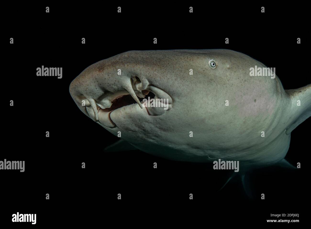 Tawny Krankenschwester Hai (Nebrius ferrugineus) in der Nacht tauchen. Malediven Unterwasserwelt Stockfoto