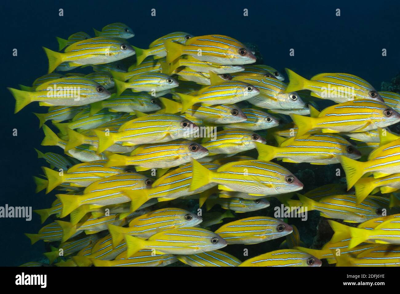 Schule von Bluestripe Snapper (Lutjanus kasmira). Unterwasserwelt der Malediven Stockfoto