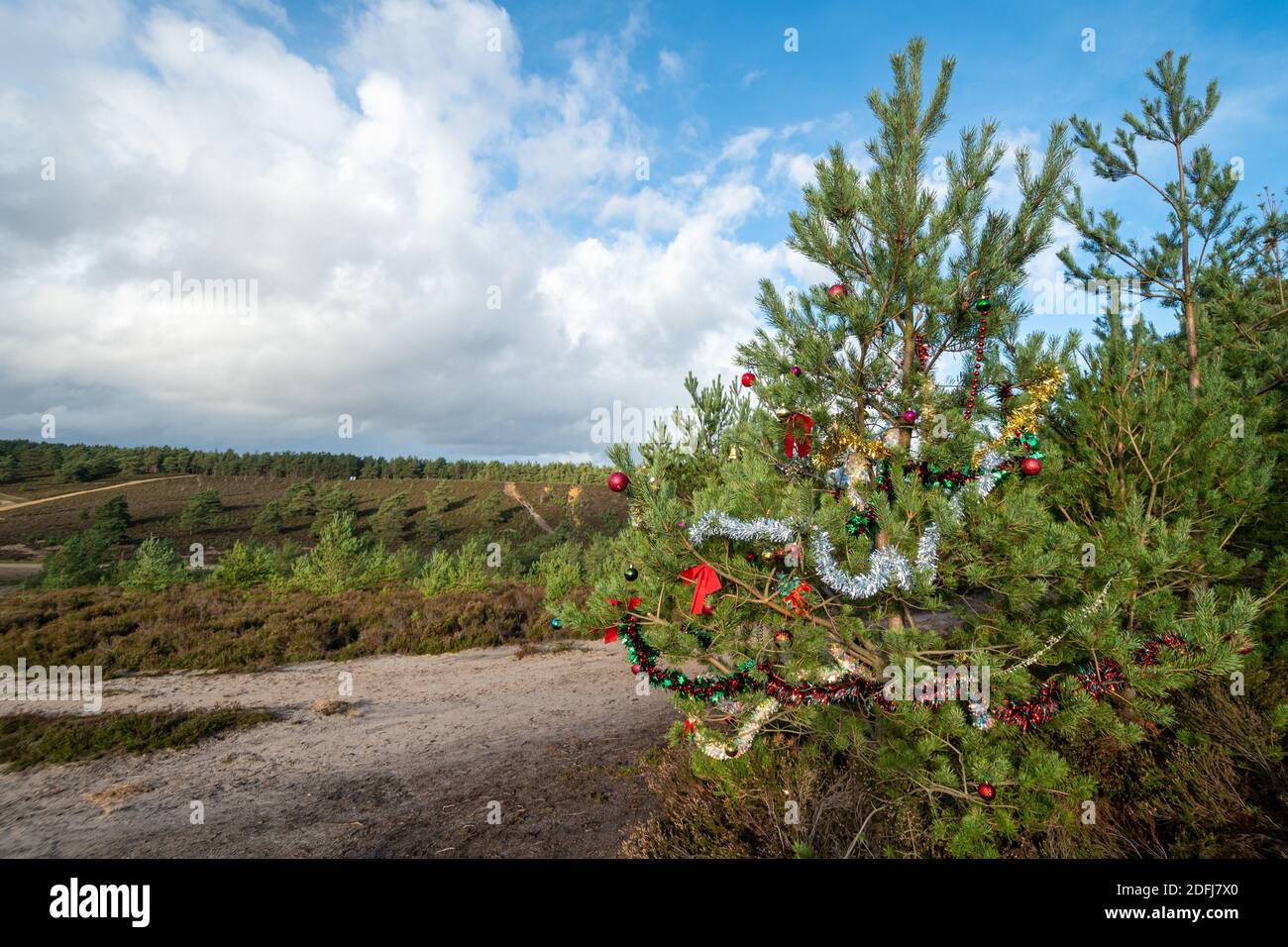 Ansicht von Hankley Common, Surrey, Großbritannien, im Dezember mit einem schottischen Kiefernbaum, der mit Weihnachtsdekorationen geschmückt ist Stockfoto