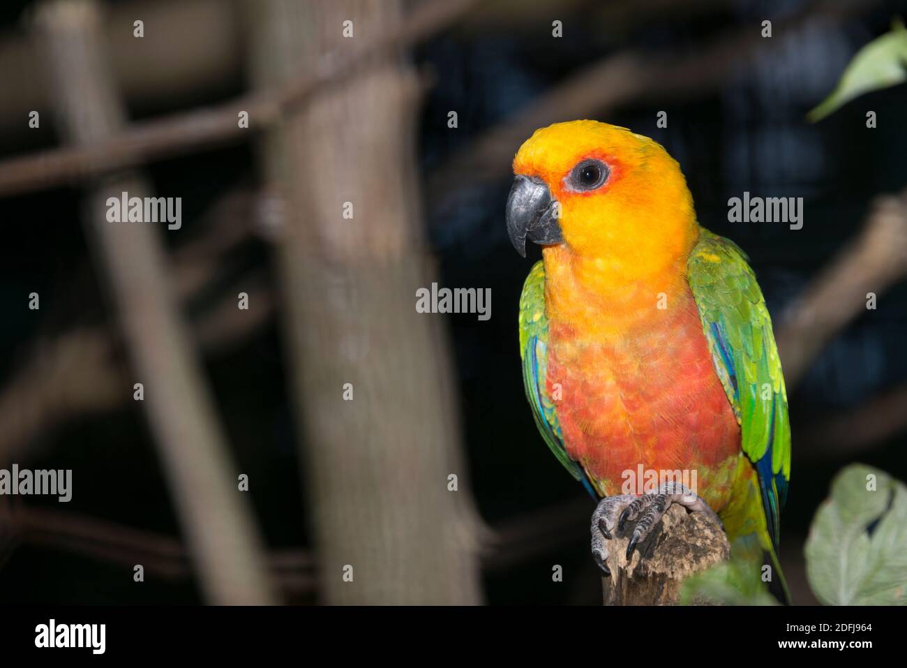 Jandaya Conure (Aratinga jandaya) Stockfoto