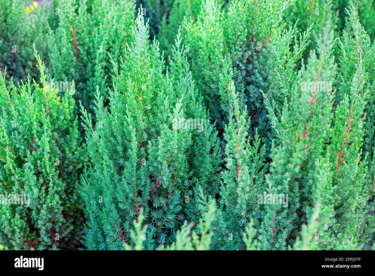 wacholder virginsky Büsche, immergrüne Pflanze für die Dekoration und Gestaltung der Gartenlandschaft.. Stockfoto