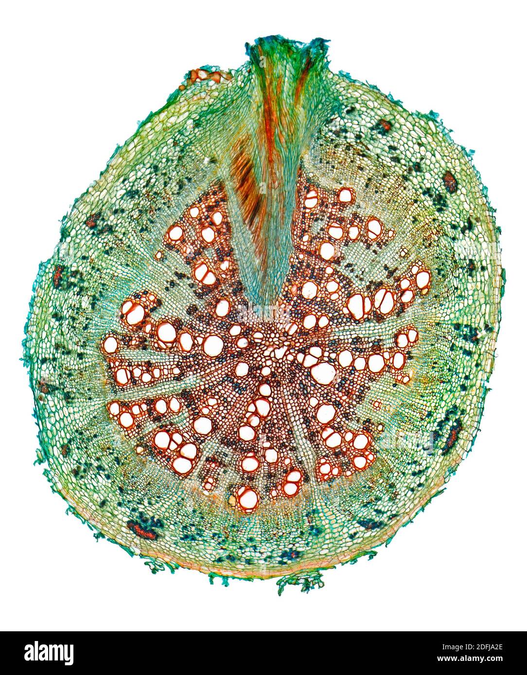 Mungbohne, Vigna radiata, Wurzel TS, gefärbter Abschnitt, Hellfeld Photomikrograph Stockfoto