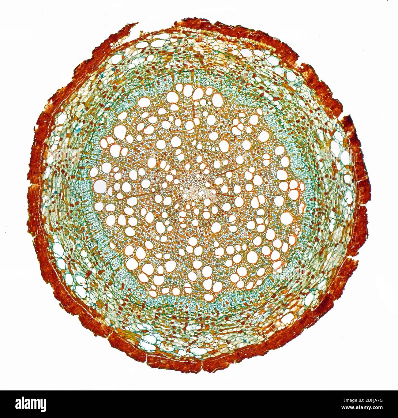 Pinus sp. Kiefer Wurzelabschnitt, TS, gefärbt Stockfoto