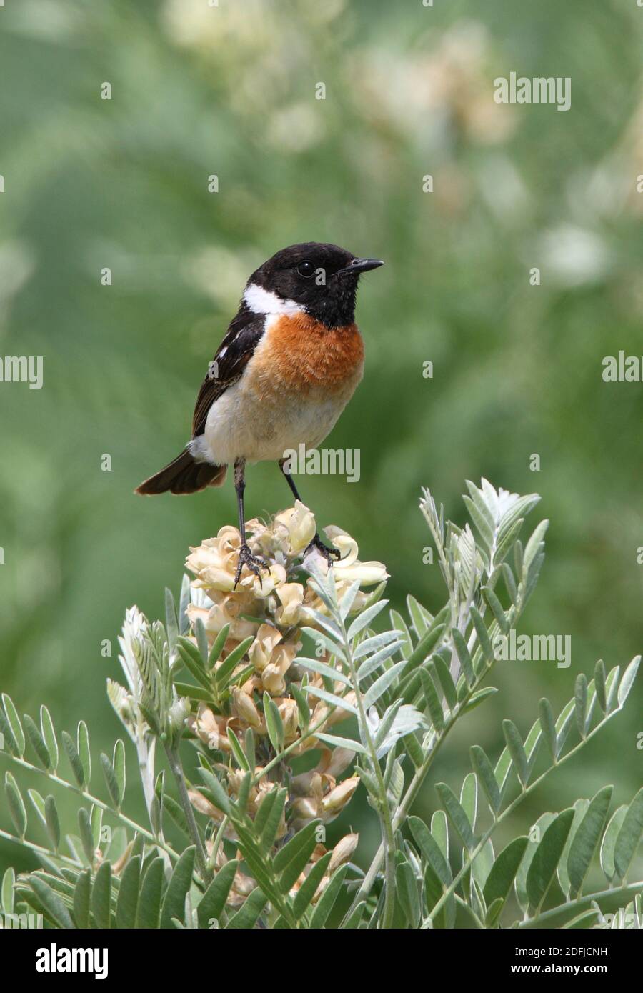 Sibirischer Stonechat (Saxicola maurus) Männchen auf dem blühenden See Alakol, Kasachstan Juni Stockfoto