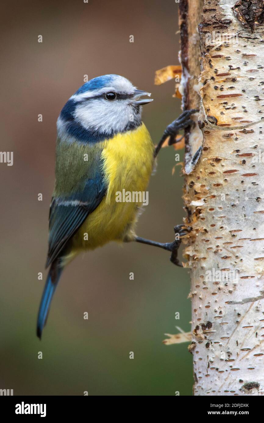 Blaumeise (Cyanistes caeruleus) Stockfoto