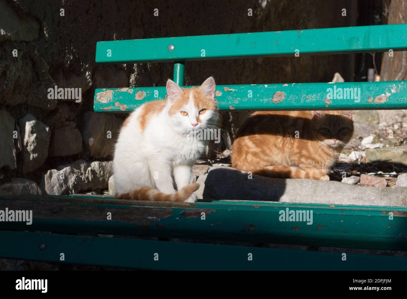 Zwei verlassene Katzen, die sich auf einer sonnigen grünen Bank entspannen; weiße und orangefarbene Katzen in Kroatien Stockfoto