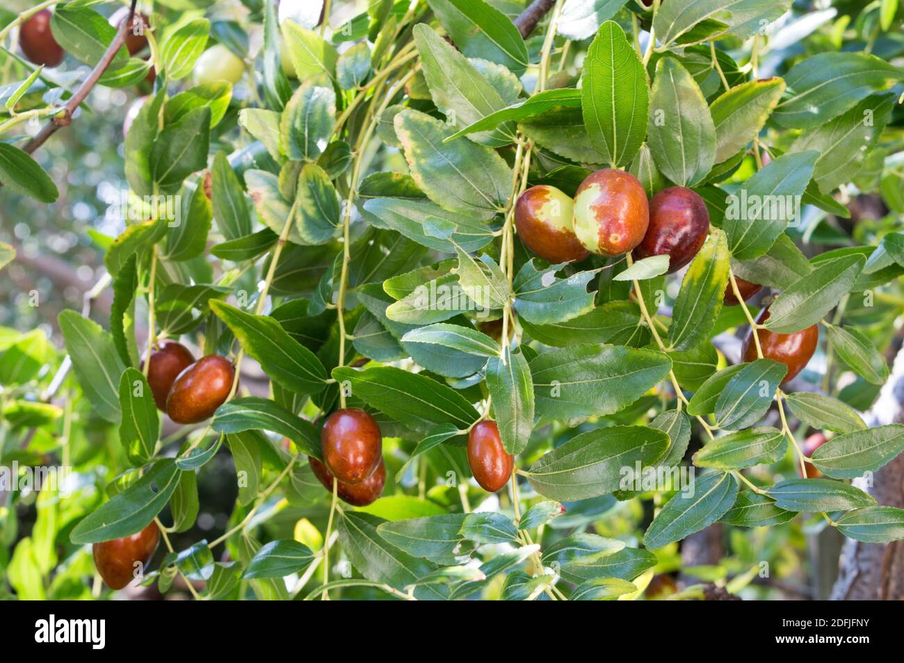 Mediterraner Jujube-Baum mit reifen Früchten, reif für die Ernte, Ziziphus jujuba, genannt chinesisches Datum oder rotes Datum, aus Dalmatien, Kroatien Stockfoto