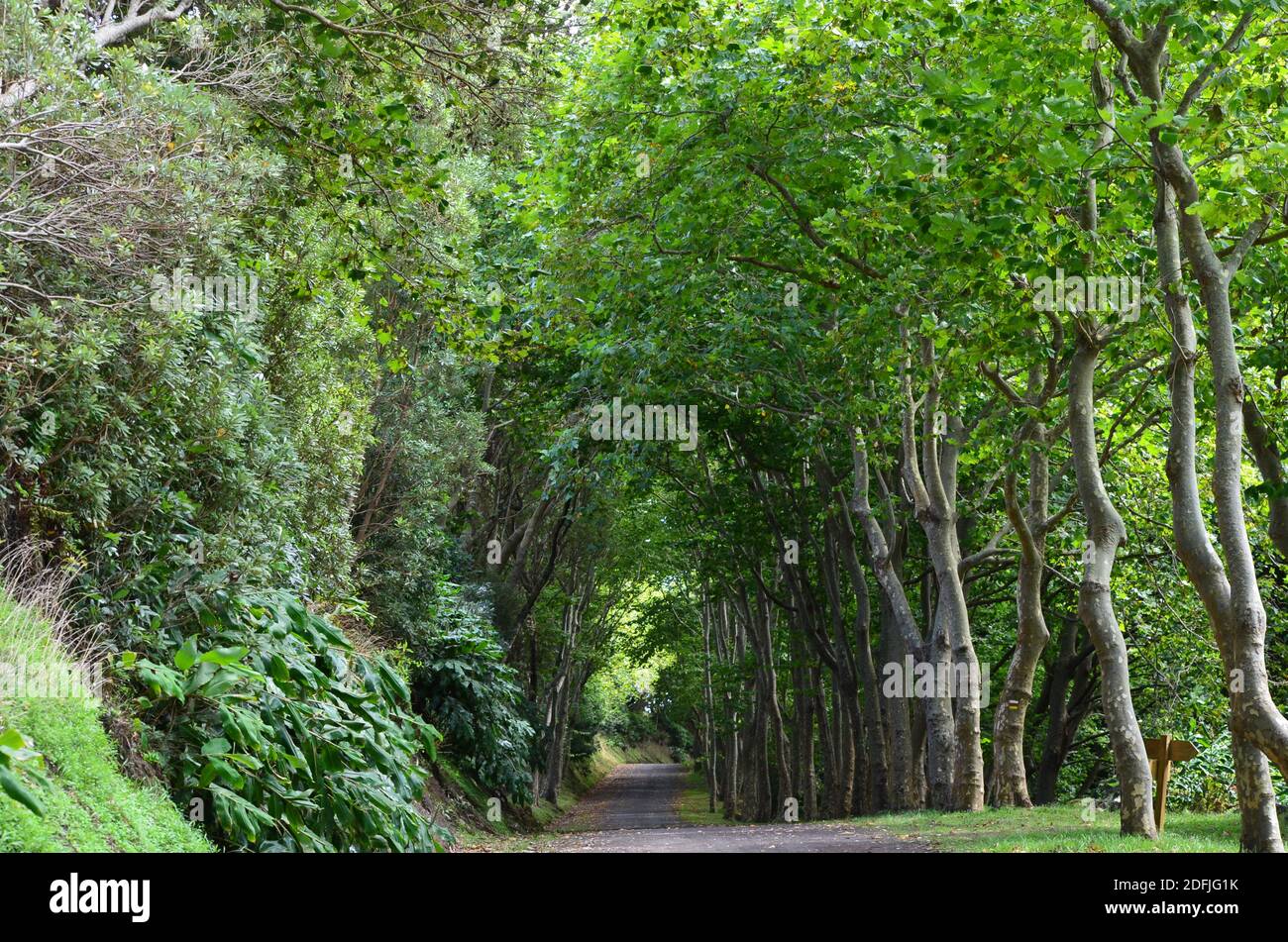 Wälder auf der Insel Graciosa, Azoren-Archipel, Portugal Stockfoto