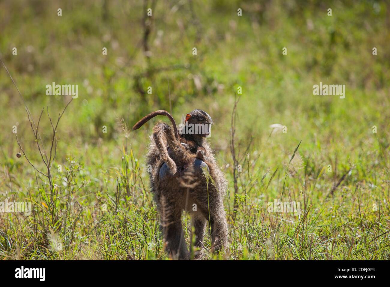 Mutter und Baby Olive Baboon auf einem Spaziergang im Serengeti Nationalpark, Tansania, Afrika Stockfoto