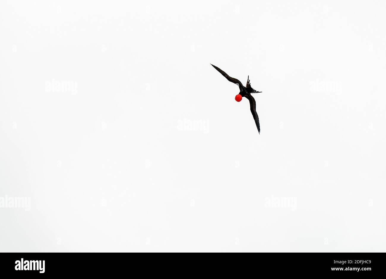 Männlicher prächtiger Frigatebird (Fregata magnificens) mit roter Wilde, der über der Insel Santa Cruz, Galapagos Nationalpark, Ecuador fliegt. Stockfoto