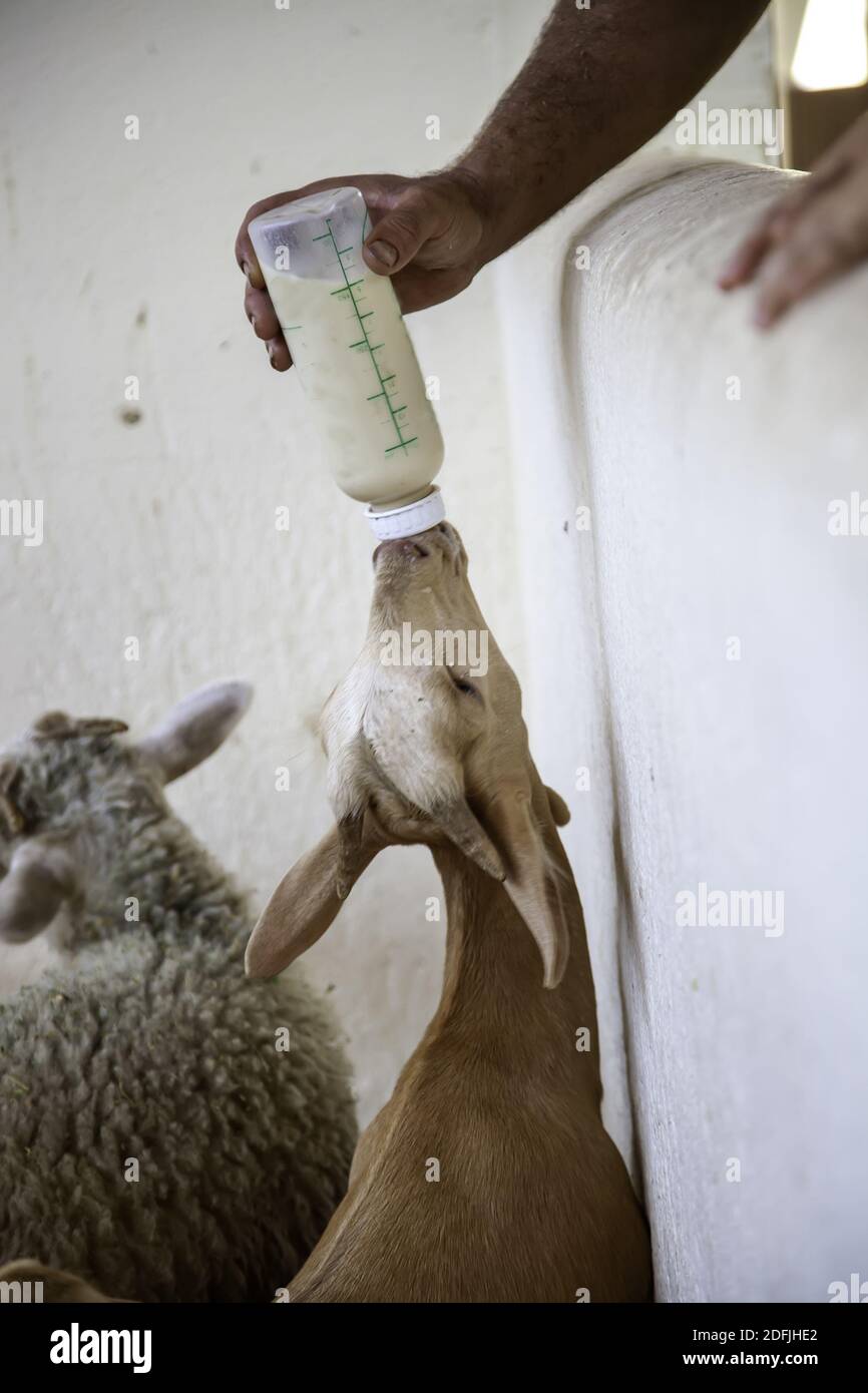 Ziege trinkende Milch aus einer Flasche, Nutztiere und Ernährung Stockfoto