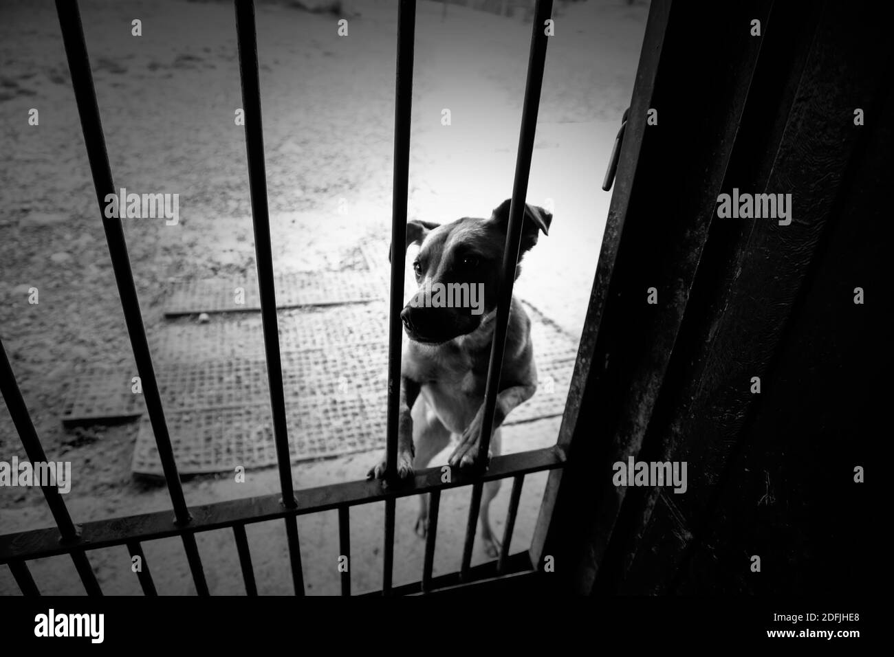 Cage Caged Schwarzweiss Stockfotos Und Bilder Seite 2 Alamy