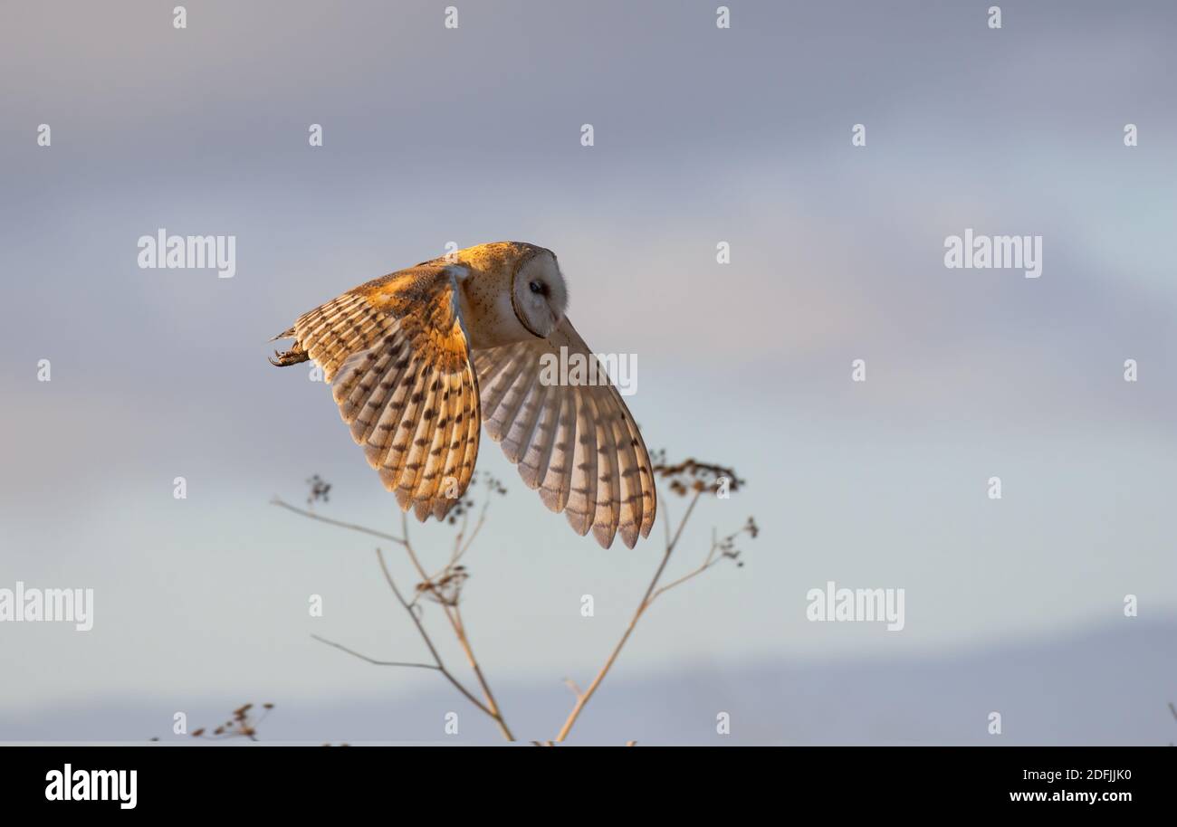 Schleiereule Stockfoto