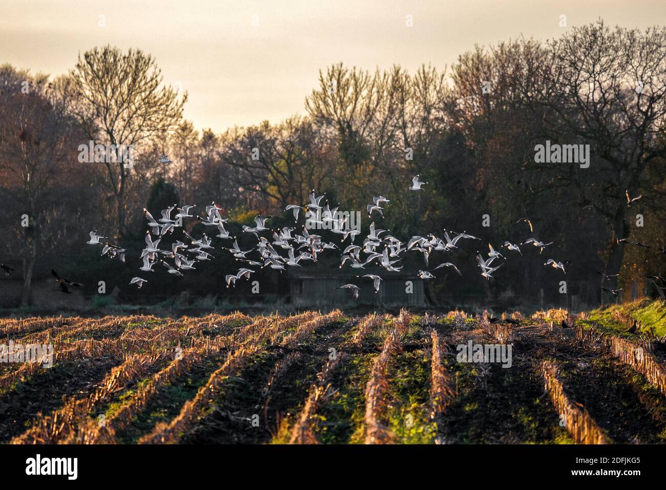 Der Tag wird bald für die Möwen enden - aber bevor sie zu ihrem Schlafplatz gehen, essen sie etwas vom geernteten Maisfeld. Stockfoto