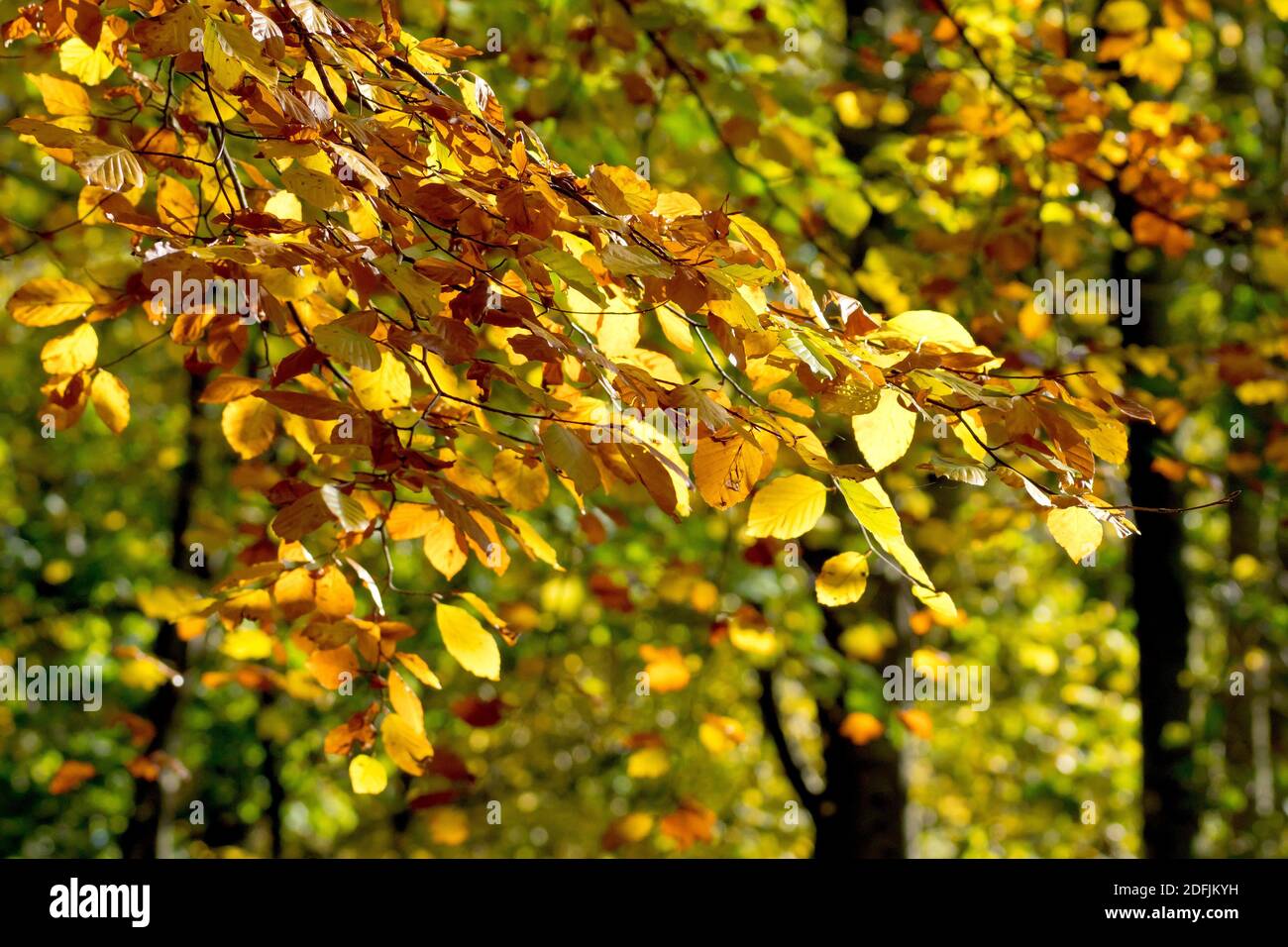 Buche (fagus sylvatica), zeigt einen hängenden Zweig von Herbstblättern, die von niedrigem, warmem Sonnenlicht beleuchtet sind. Stockfoto