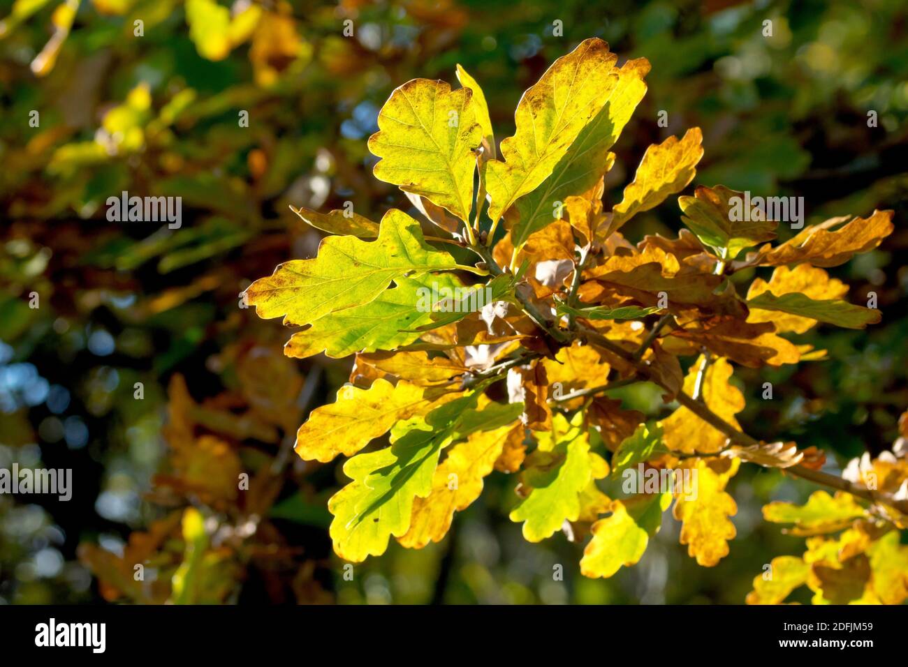 Die Sessile oder Durmast-Eiche (quercus petraea), vielleicht die Englische Eiche (quercus robur), Nahaufnahme eines hinterleuchteten Blattes, wenn sie im Herbst ihre Farbe wechseln. Stockfoto