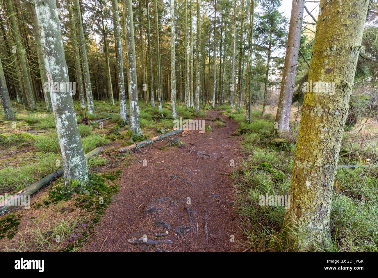 Wanderweg durch den Wald der hohen Fennen in Belgien Stockfoto