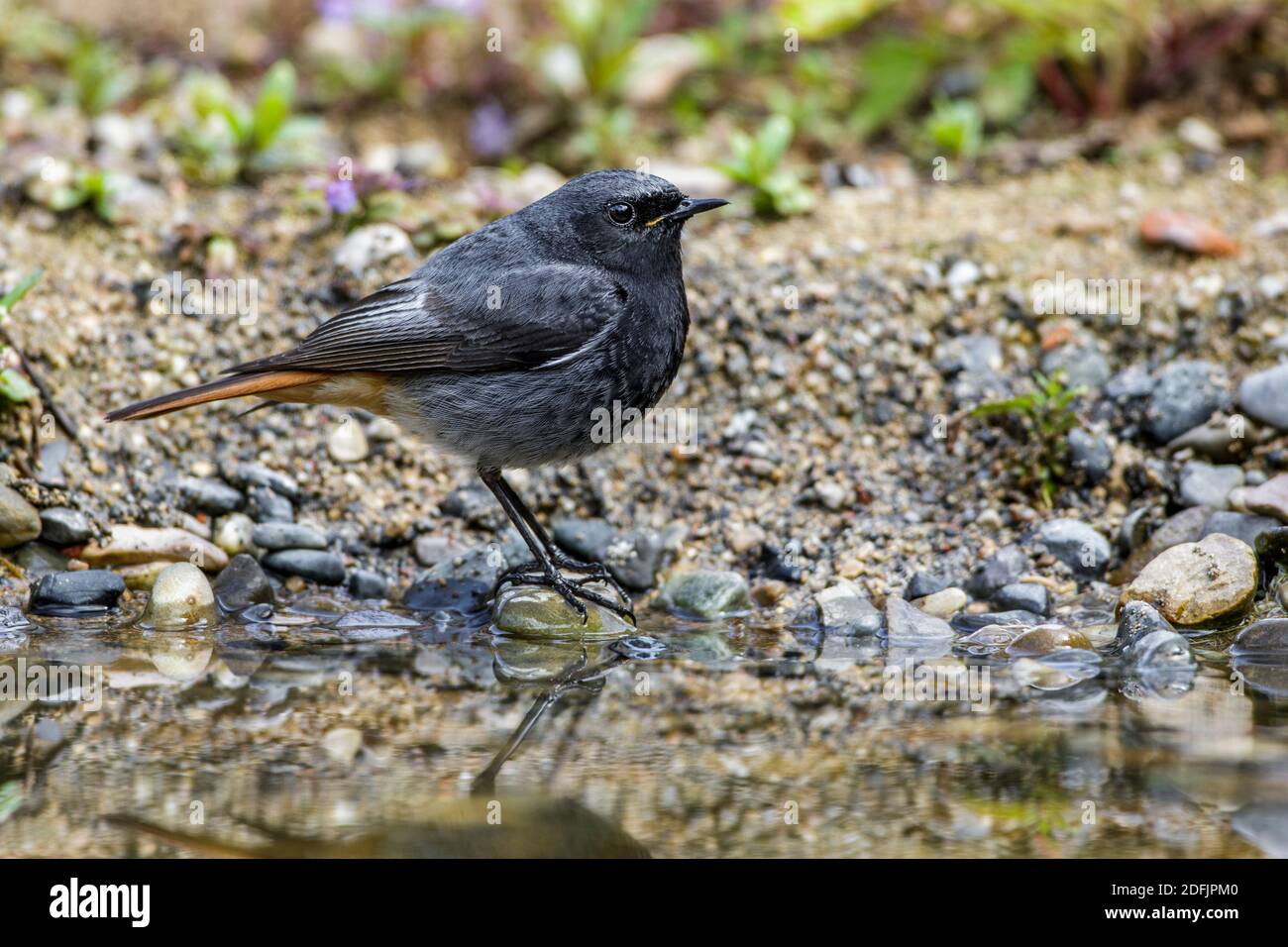 Hausrotschwanz (Phoenicurus ochruros) Männchen Stockfoto