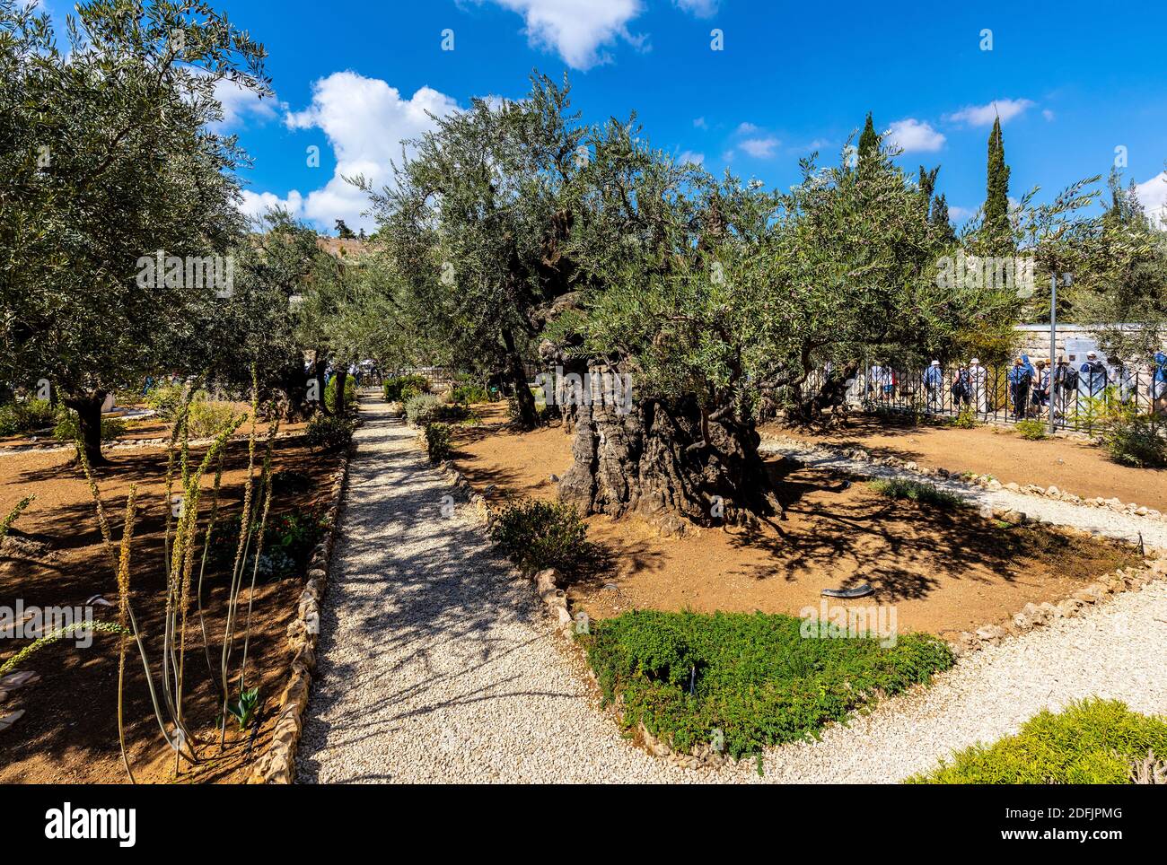 Garten christian israel jerusalem olivenberg gethsemane Fotos und