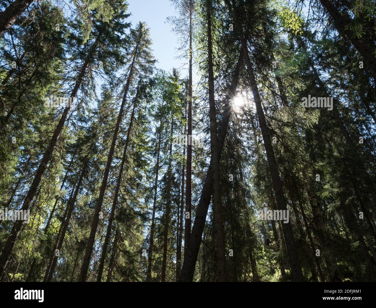 Fichtendächer im natürlichen Nadelwald Stockfoto