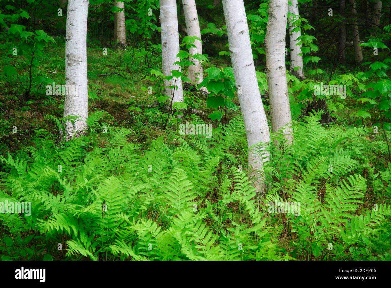 Feder an Sieur de Monts, Acadia National Park, Maine Stockfoto