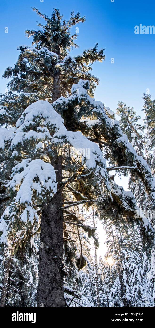 Hohe alte Fichte in einem Wald in Südost-Alaska an einem sonnigen Wintertag mit Schnee. Stockfoto