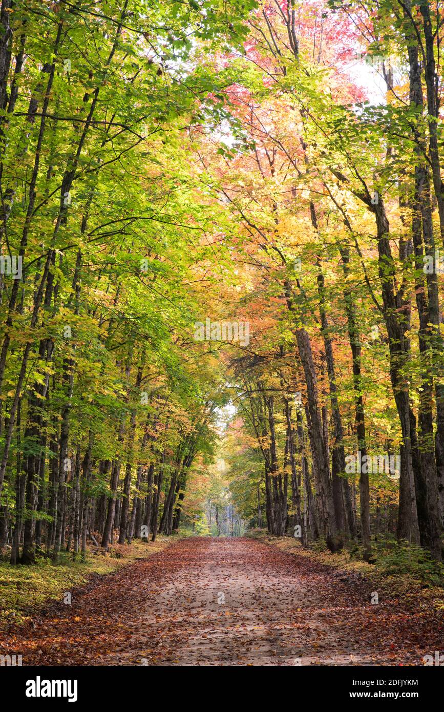 Feldweg durch Wald im Herbst Stockfoto