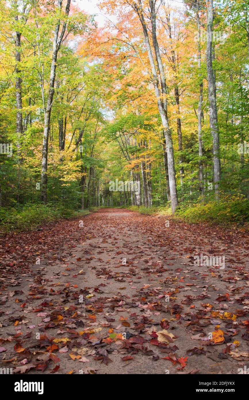 Feldweg durch Wald im Herbst Stockfoto