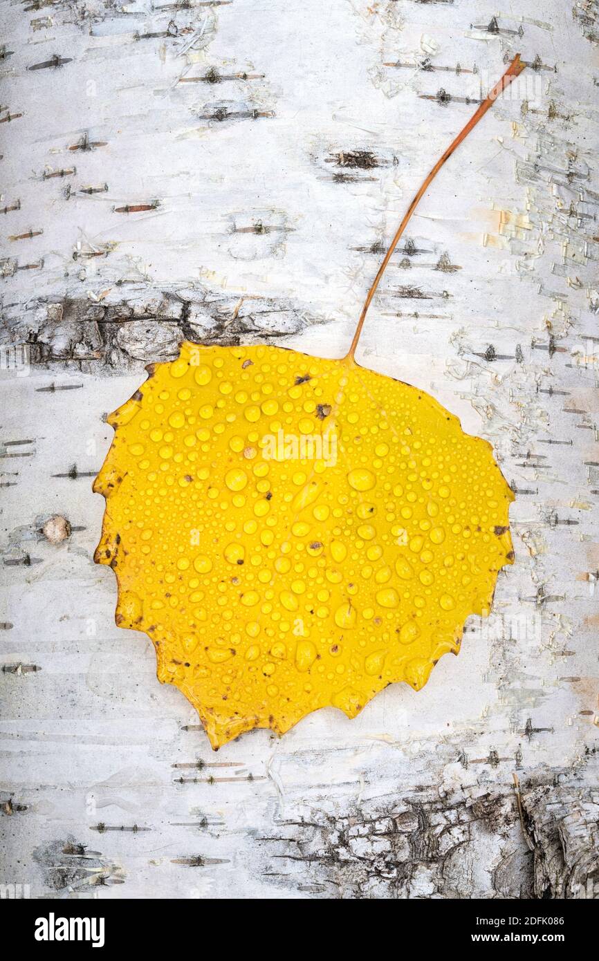 Taubedecktes Aspen-Blatt auf gefallener Birke Stockfoto