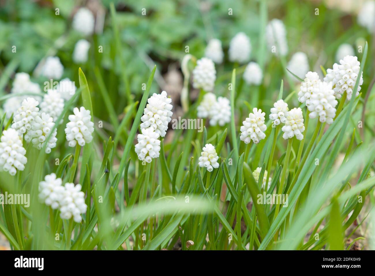 Muscari White Magic, Klumpen von Muscari aucheri weißen Magie in Blume, blühende Traubenhyazinthen in einem Garten, Großbritannien Stockfoto