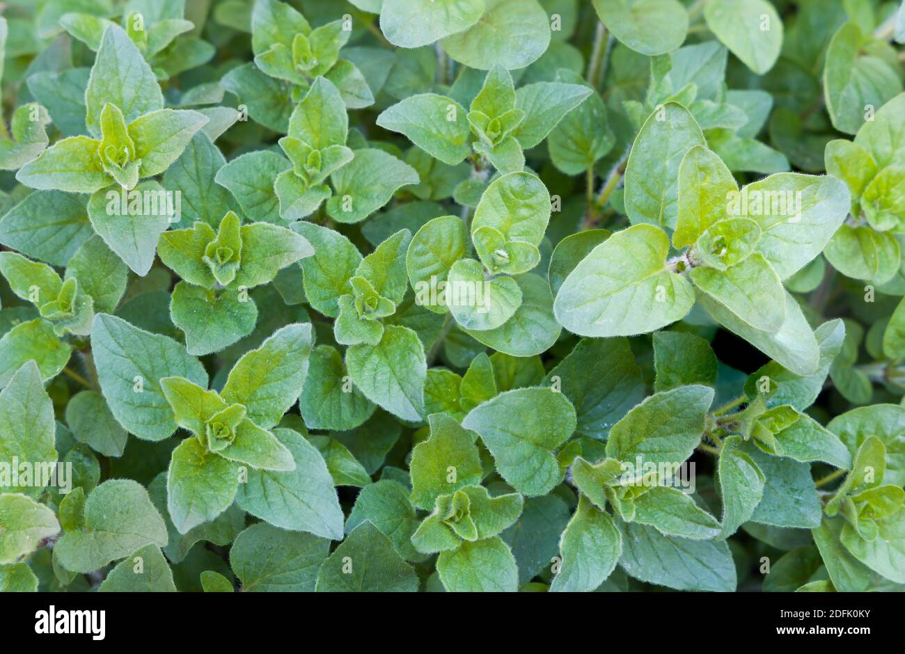 Frisches Oregano-Blatt, das auf einer Pflanze in einem Kräutergarten wächst, England, Großbritannien Stockfoto