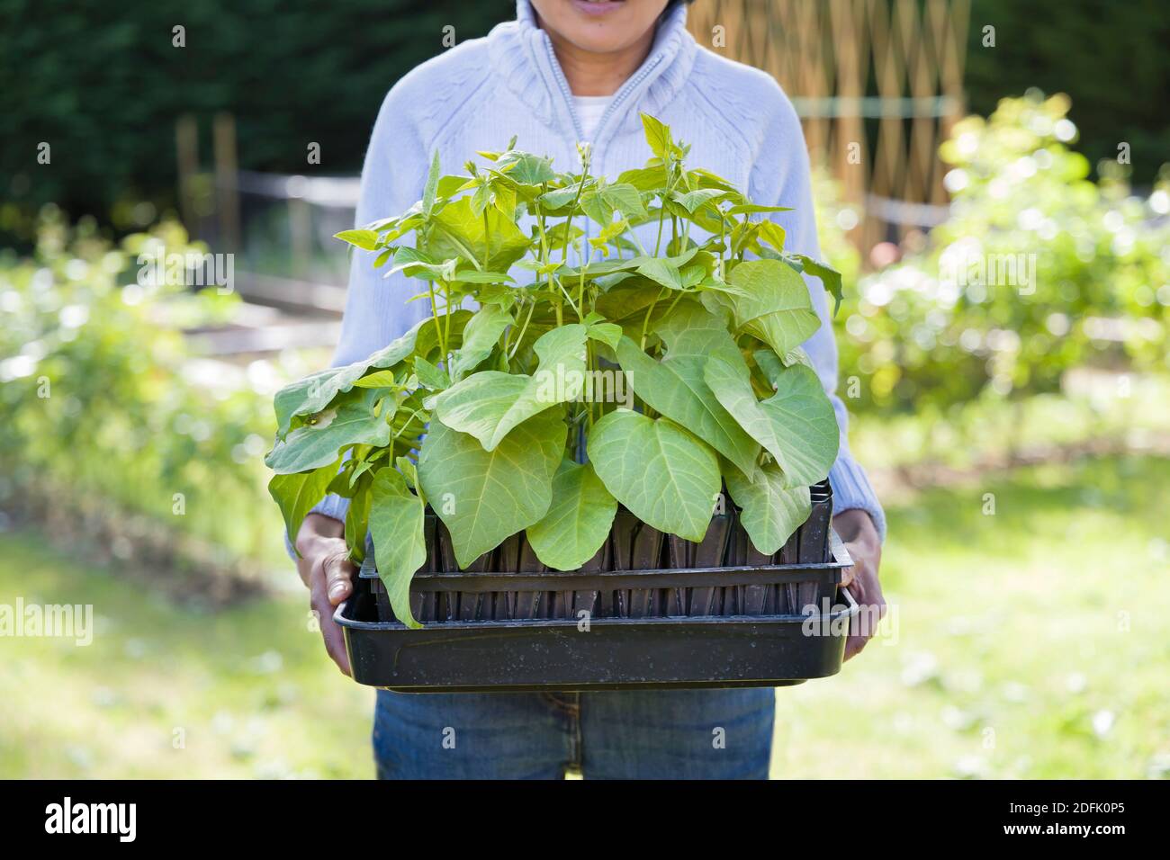 Britische asiatische Frau im Garten, hält ein Tablett mit Wurzel Trainer mit Runner Bohnen in einem englischen Gemüsegarten, Großbritannien Stockfoto