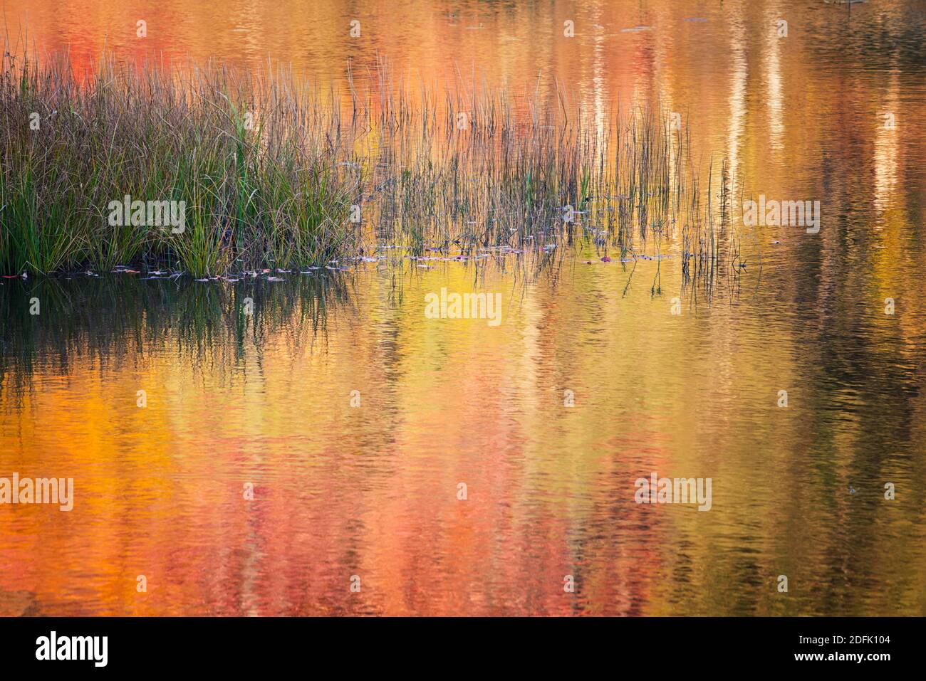 Lake Jean Herbstreflexionen im Ricketts Glen State Park, Pennsylvania Stockfoto