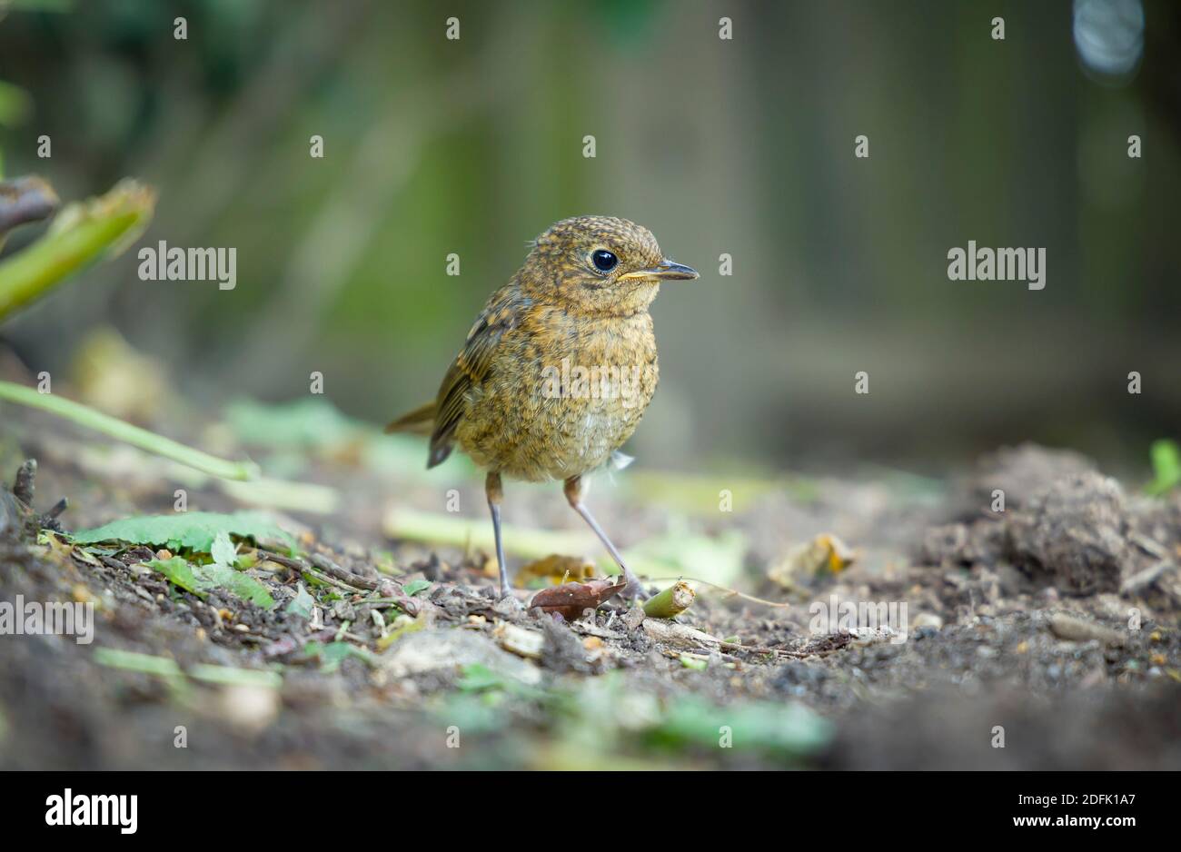 Jungrobin oder Jungbaby Europäischer Rotkehlchen (erithacus rubecula) in einem Garten im Frühjahr, Großbritannien Stockfoto