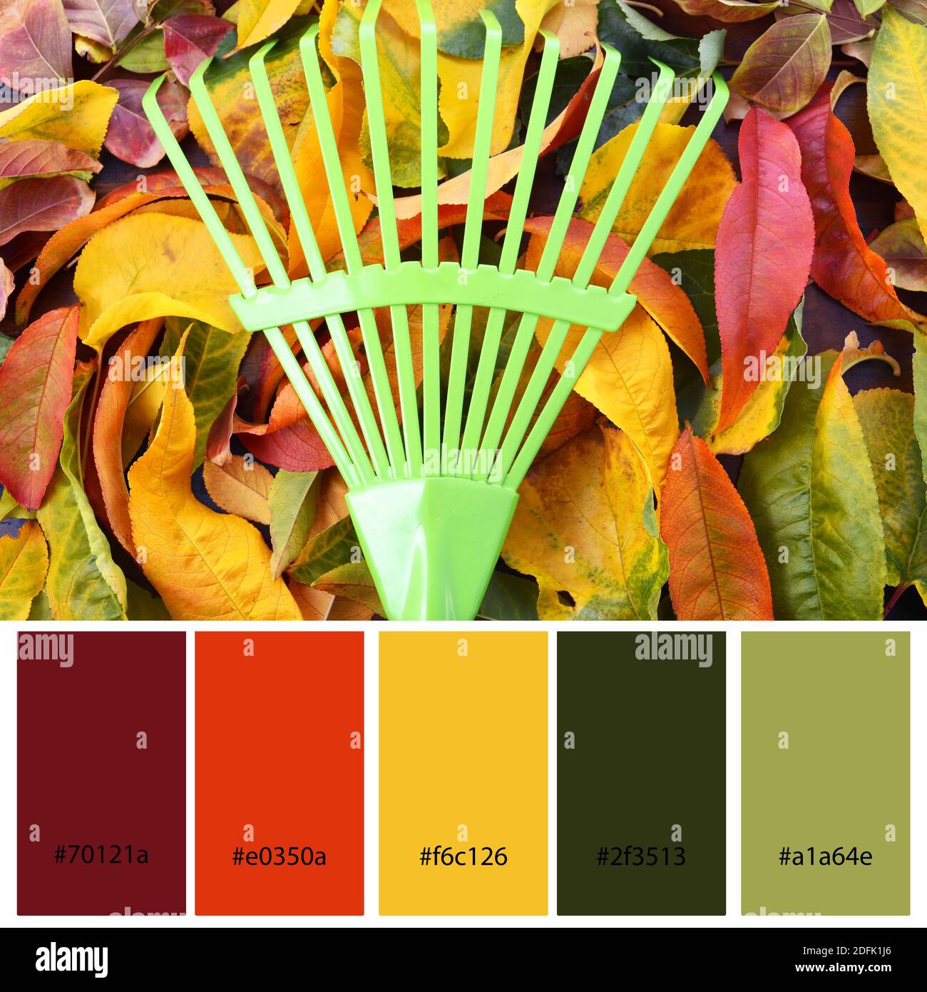 Herbst Designer Pack Farbpalette inspiriert von der Natur. Gartenrechen mit mehrfarbigen Herbstlaub. Designer-Pack mit Foto und Muster Witz Stockfoto
