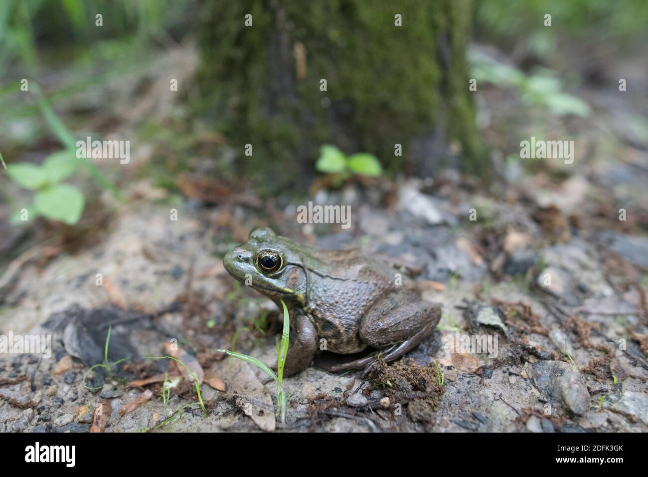 Ein amerikanischer Bullfrog auf dem Waldboden. Stockfoto